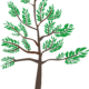 Young-Cedar-Tree-2015080315